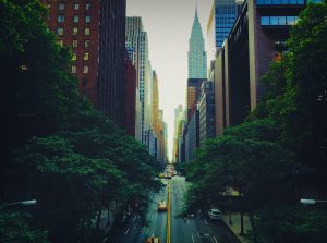 New York Tree